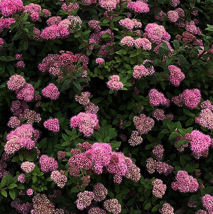Poprocks Petite Spirea - LandscapeDirect