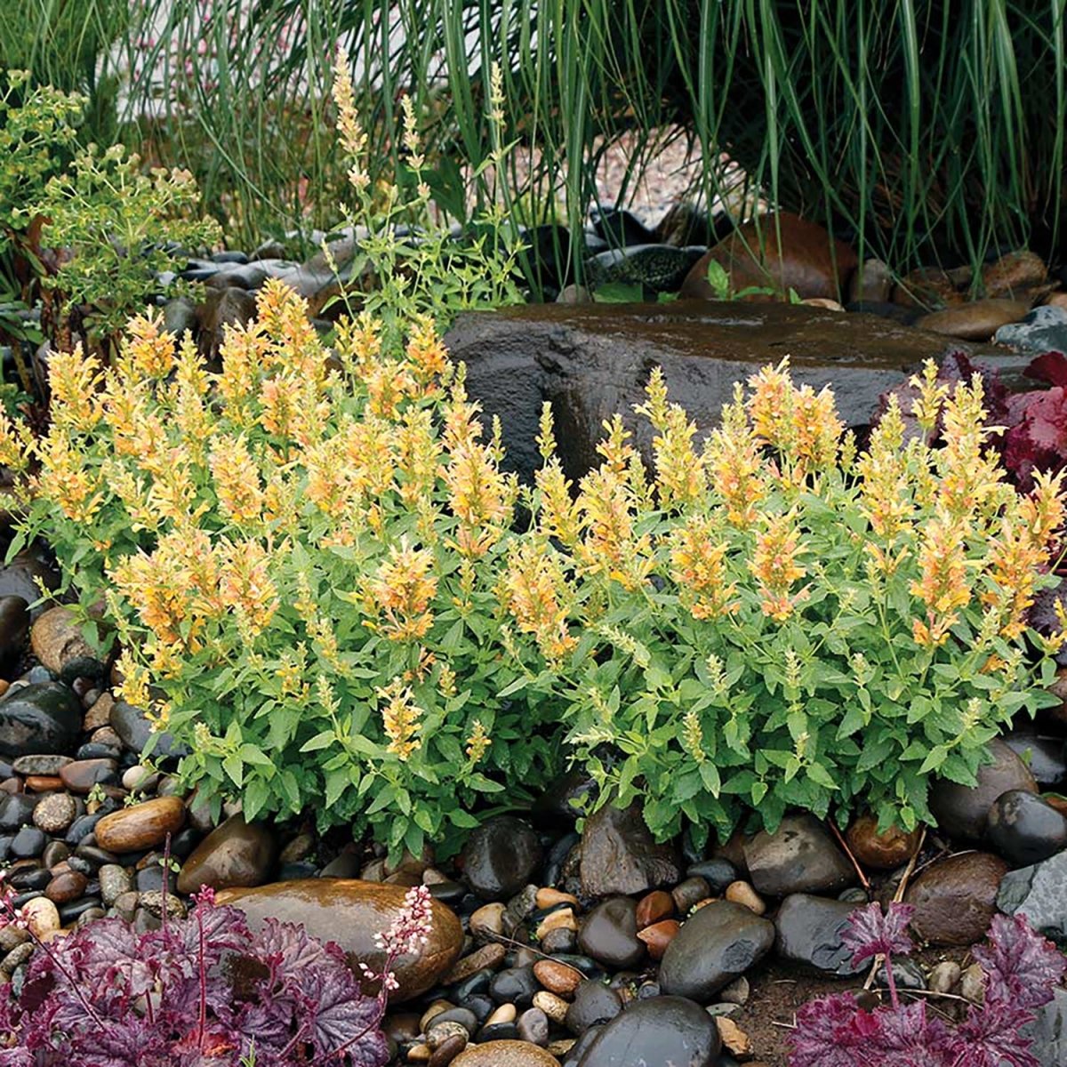 Poquito Butter Yellow Hyssop - LandscapeDirect