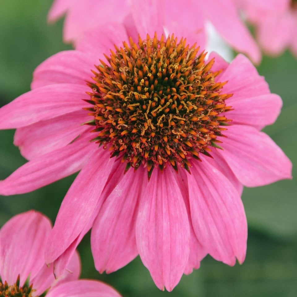 PowWow Wild Berry Coneflower - LandscapeDirect