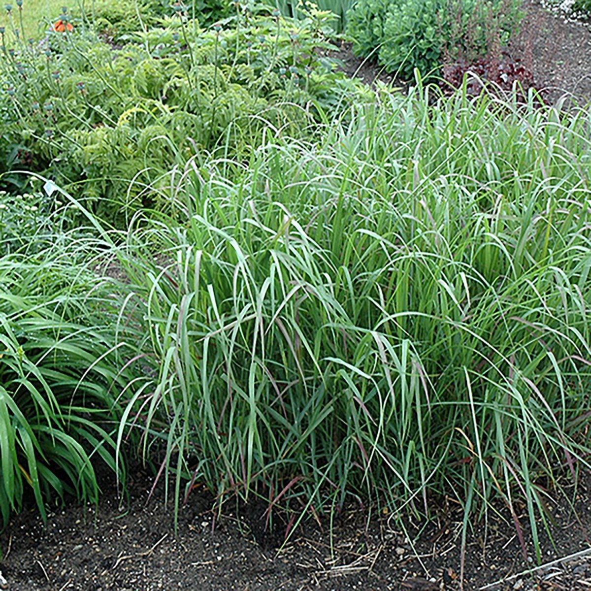 Prairie Fire Switchgrass - LandscapeDirect
