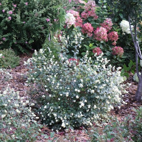 PROUD BERRY® Pearl Snowberry - LandscapeDirect