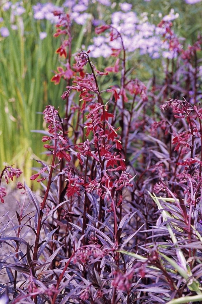 Queen Victoria Lobelia - LandscapeDirect