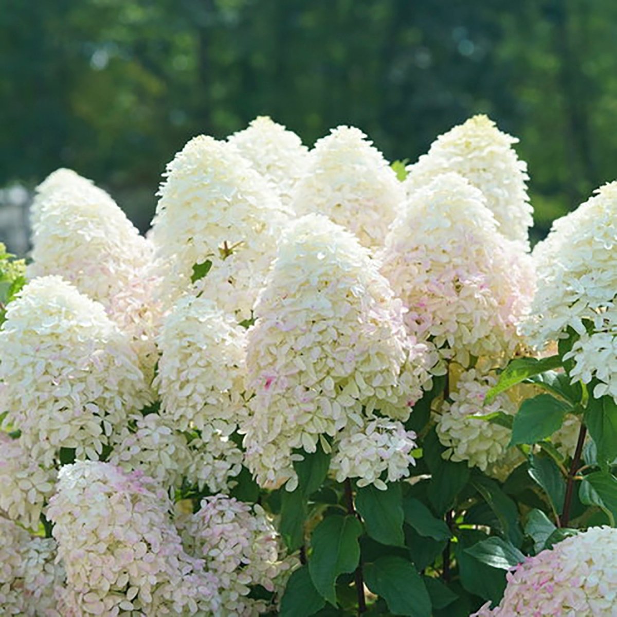 Quick Fire Fab Hydrangea - LandscapeDirect