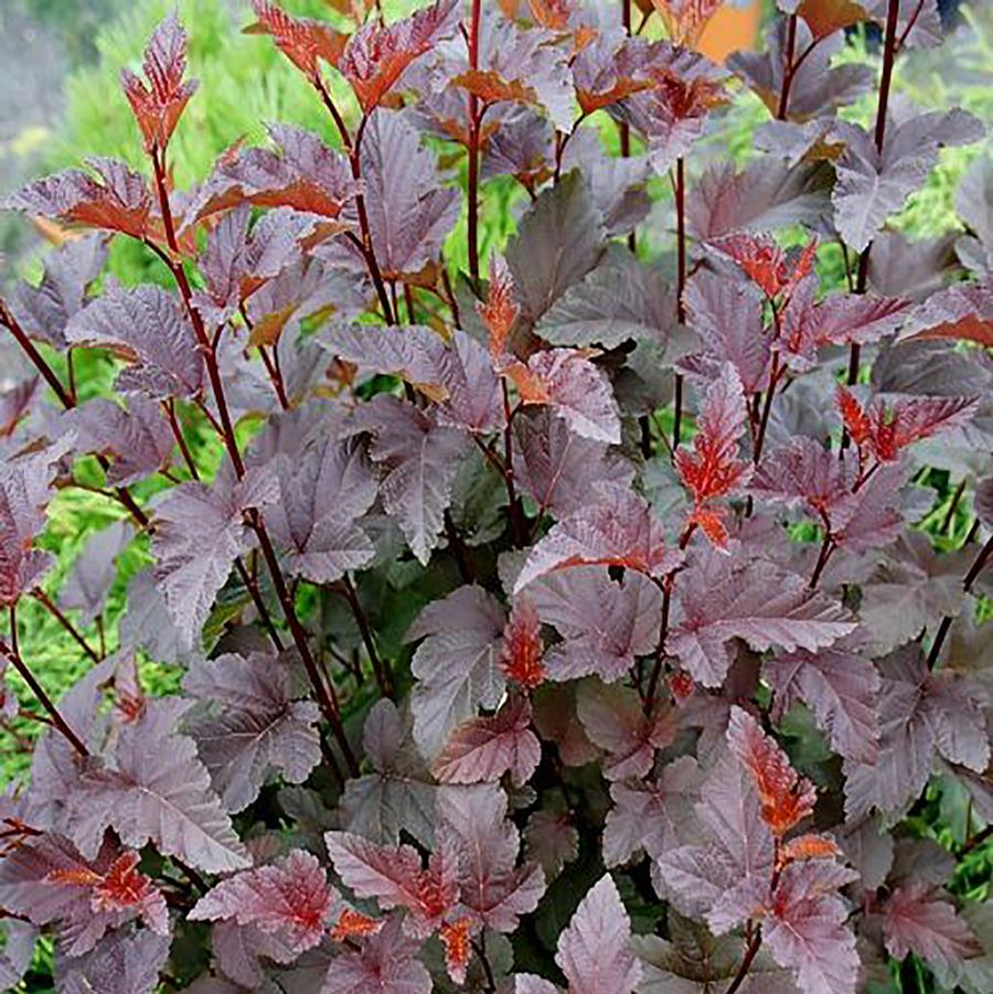 Red Baron Ninebark - LandscapeDirect