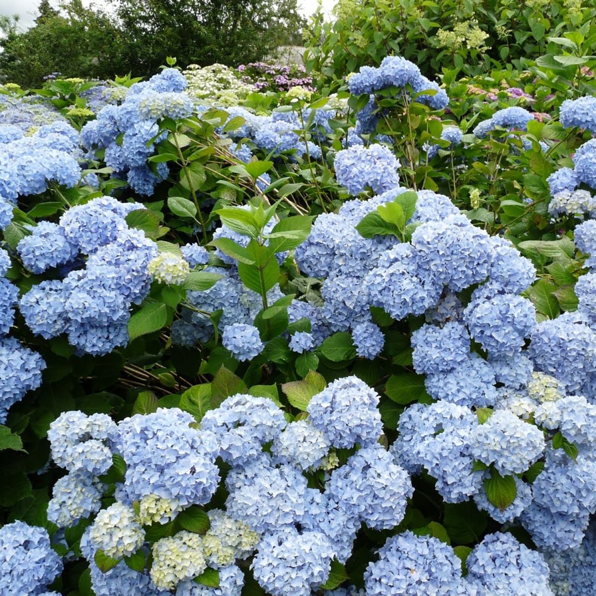 Rhythmic Blue Hydrangea - LandscapeDirect