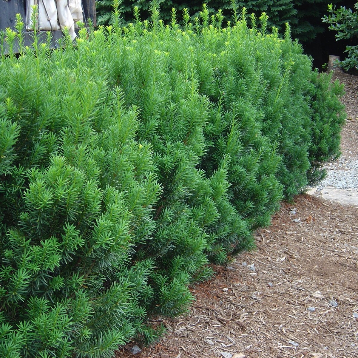 Rising Star Yew - LandscapeDirect