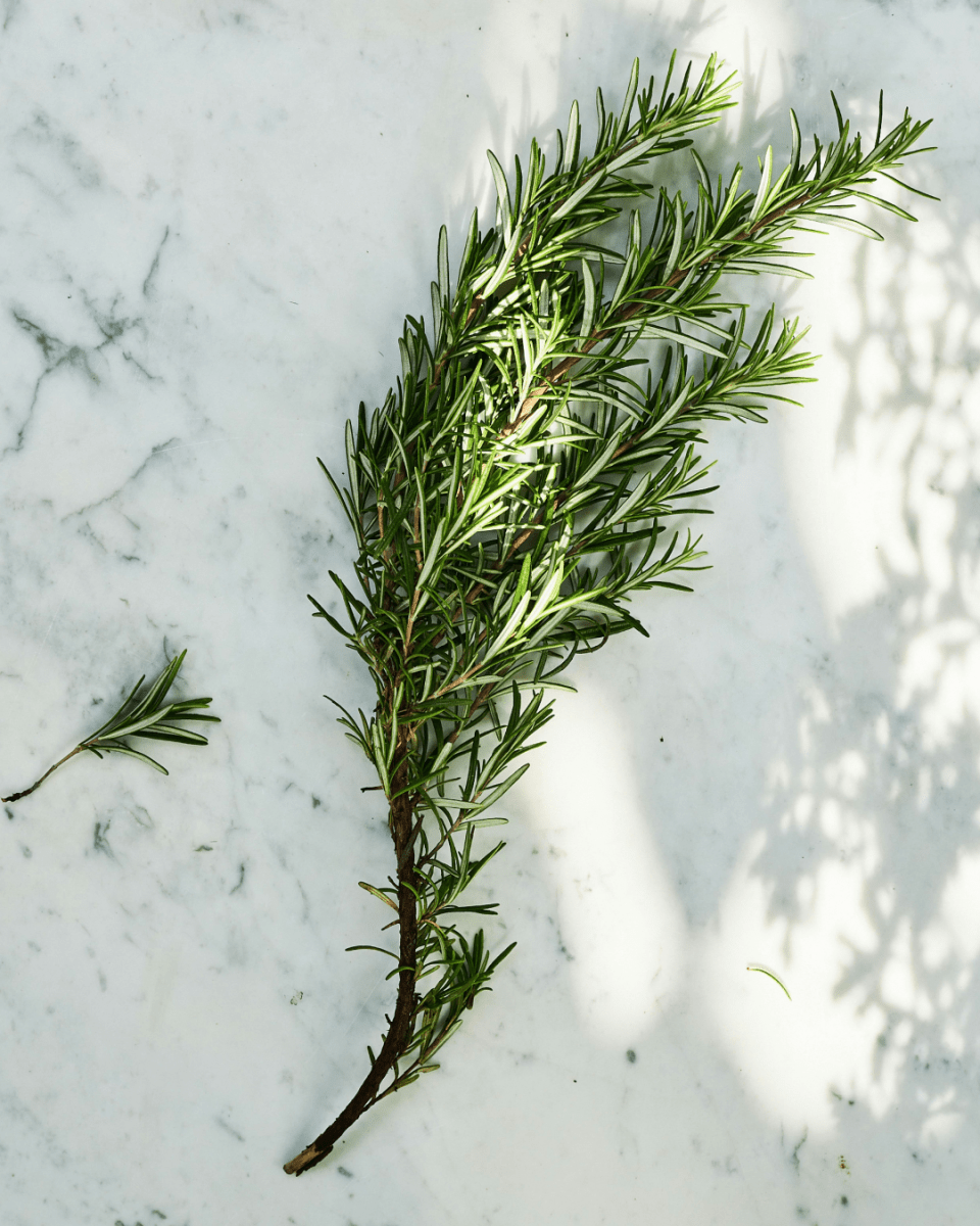 Rosemary - LandscapeDirect
