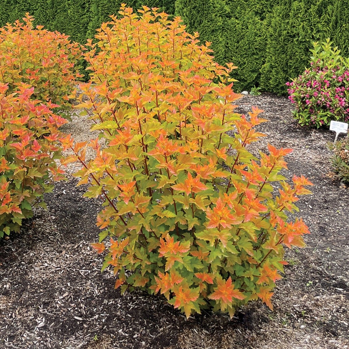 Savannah Sunset Ninebark - LandscapeDirect