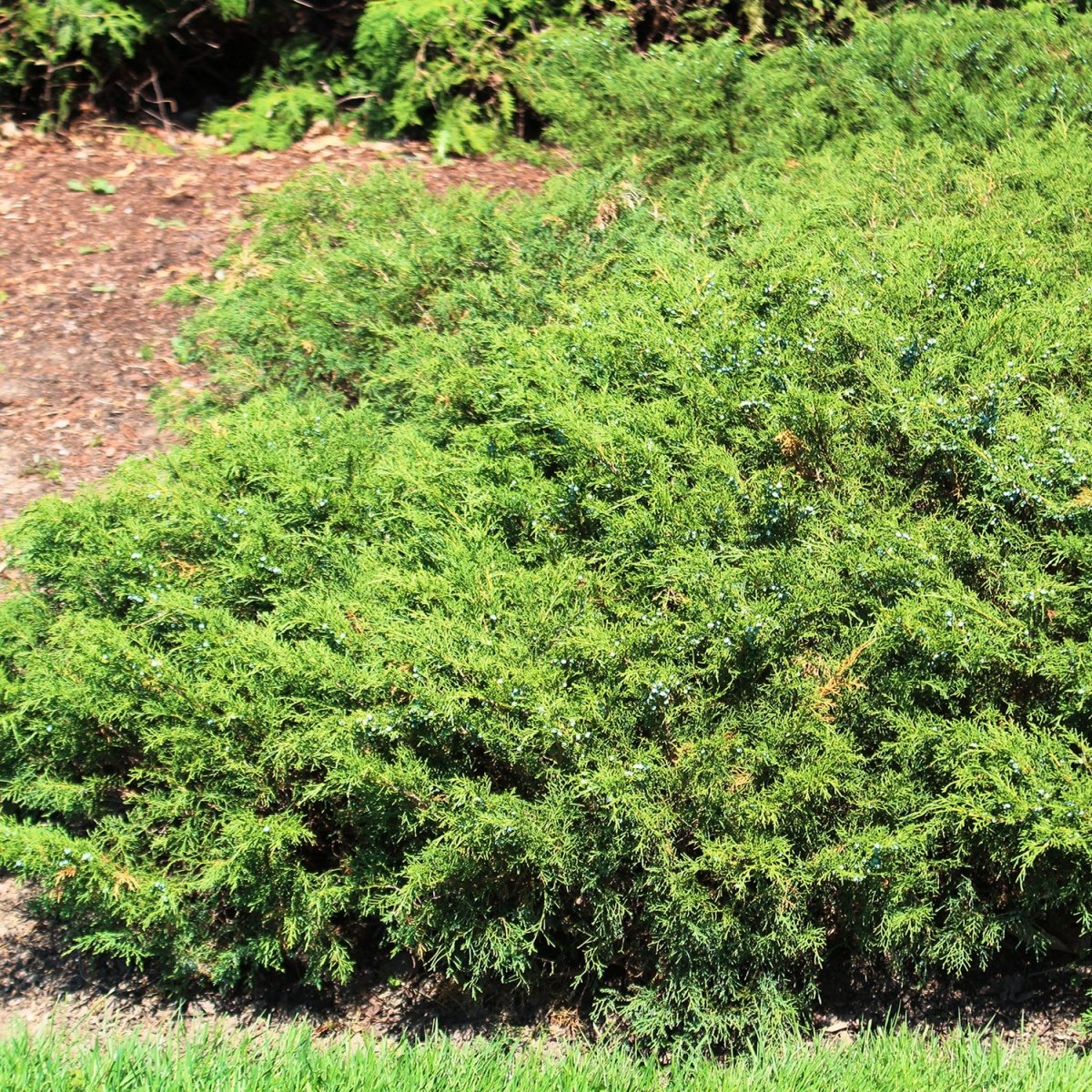 Savin Juniper - LandscapeDirect