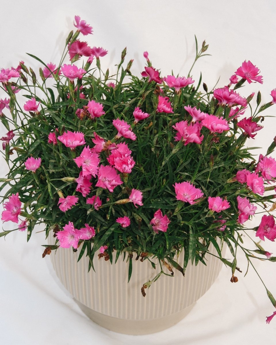 Scarlet Kahori Pinks - LandscapeDirect