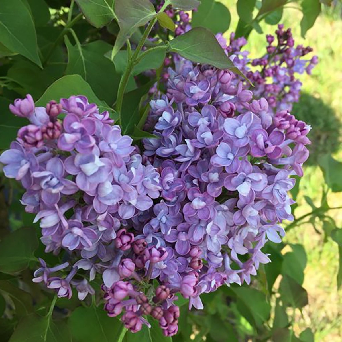 Scentara Double Blue Lilac - LandscapeDirect