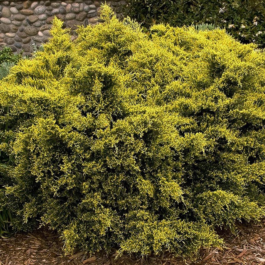 Sea of Gold Juniper - LandscapeDirect