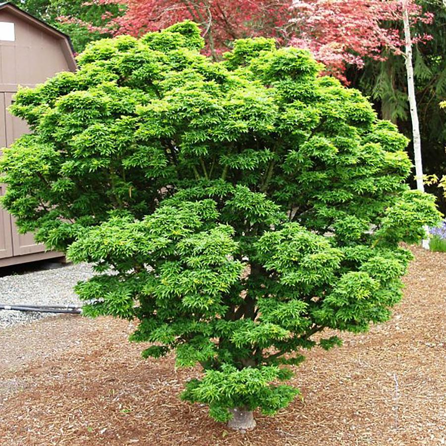 Shishigashira Japanese Maple - LandscapeDirect