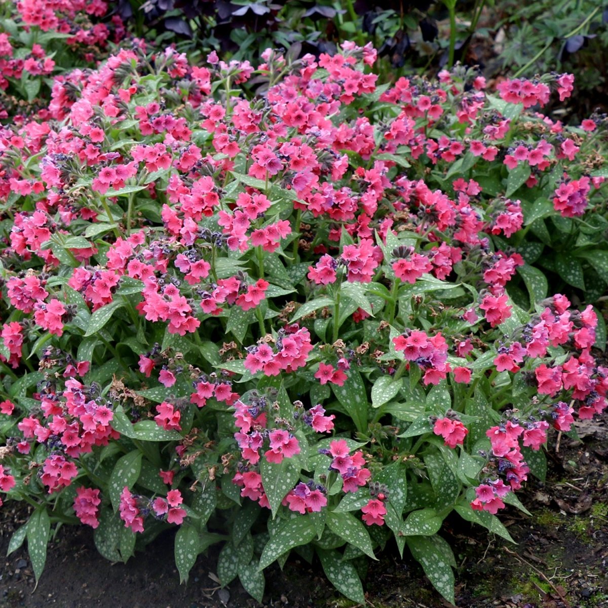 Shrimps on the Barbie Lungwort - LandscapeDirect