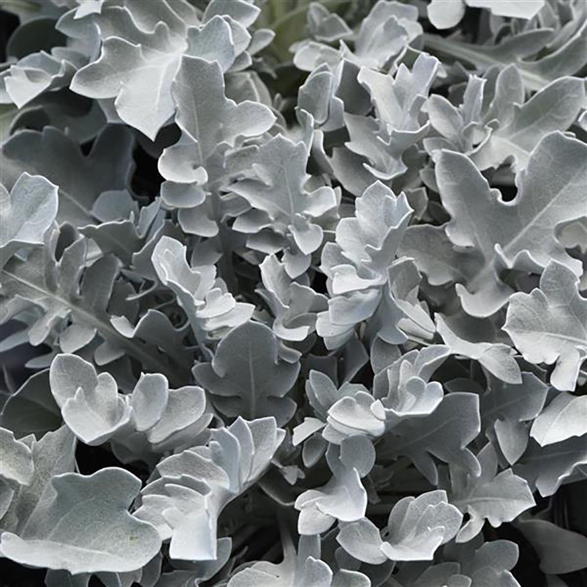 Silver Swirl Dusty Miller - LandscapeDirect