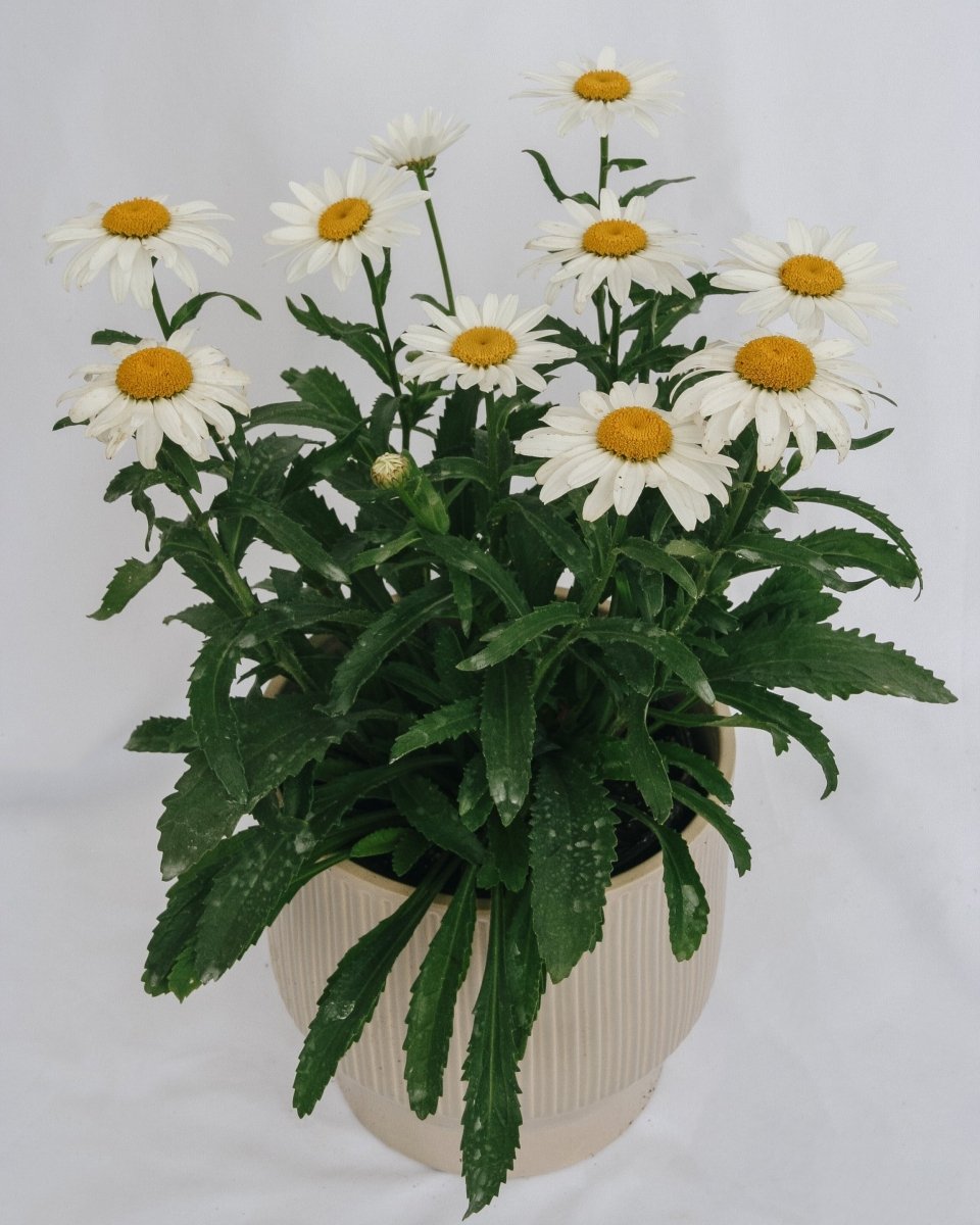 Snowcap Shasta Daisy - LandscapeDirect