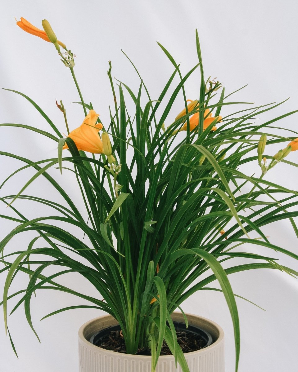 Stella de Oro Daylily - LandscapeDirect