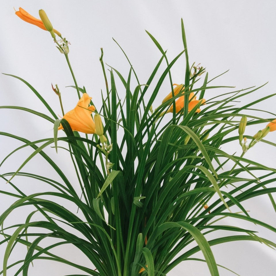 Stella de Oro Daylily - LandscapeDirect