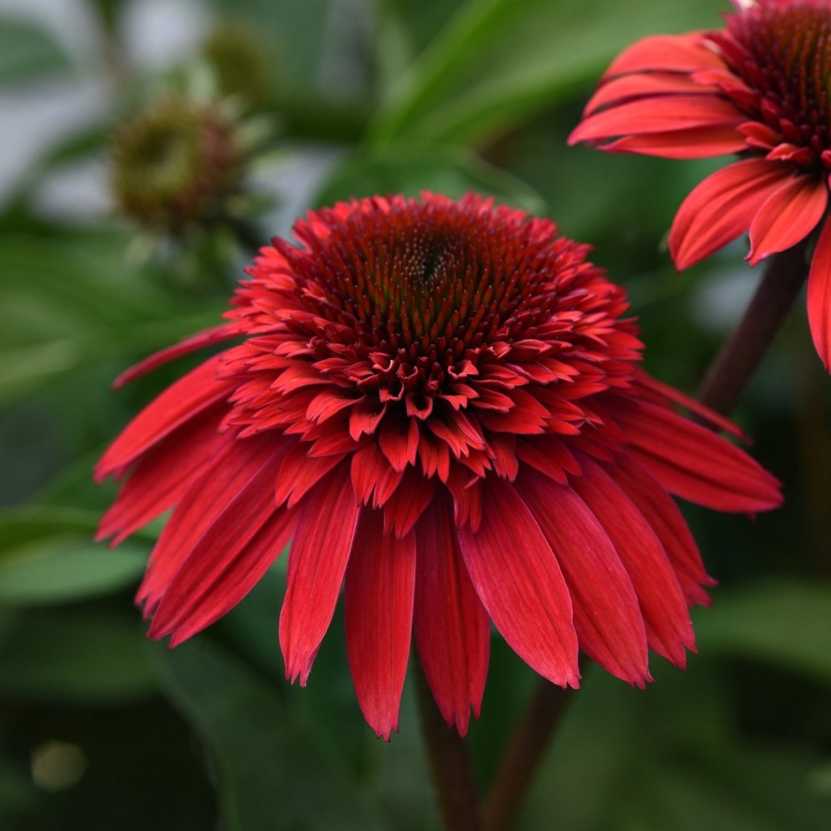Strawberry Deluxe Double Scoop Coneflower - LandscapeDirect