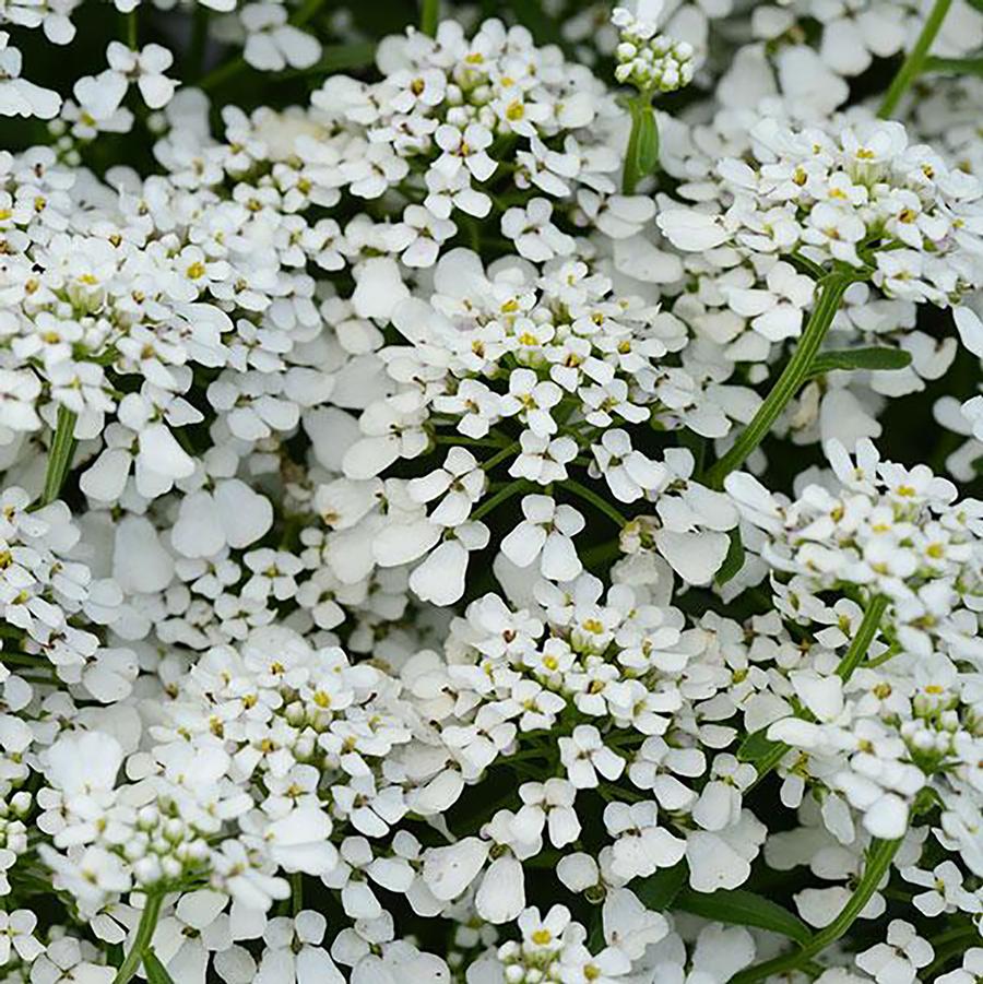 Summer Snowdrift Candytuft - LandscapeDirect