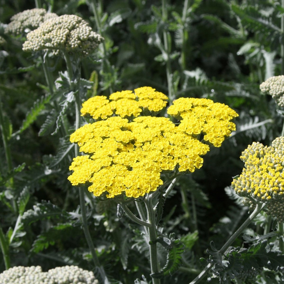 Sunny Seduction Yarrow - LandscapeDirect