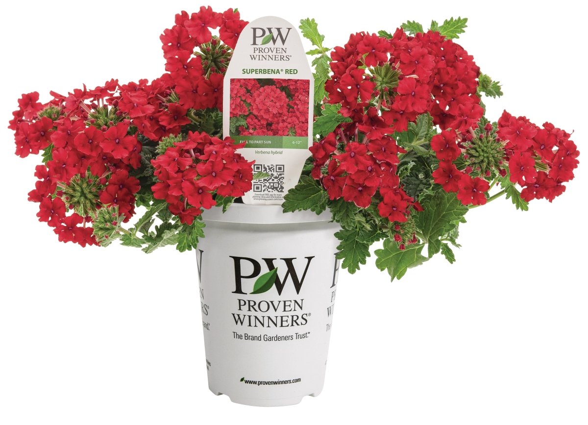 Superbena® Red Verbena - LandscapeDirect