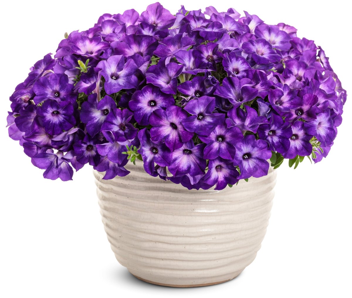 Supertunia Tiara Blue Petunia - LandscapeDirect