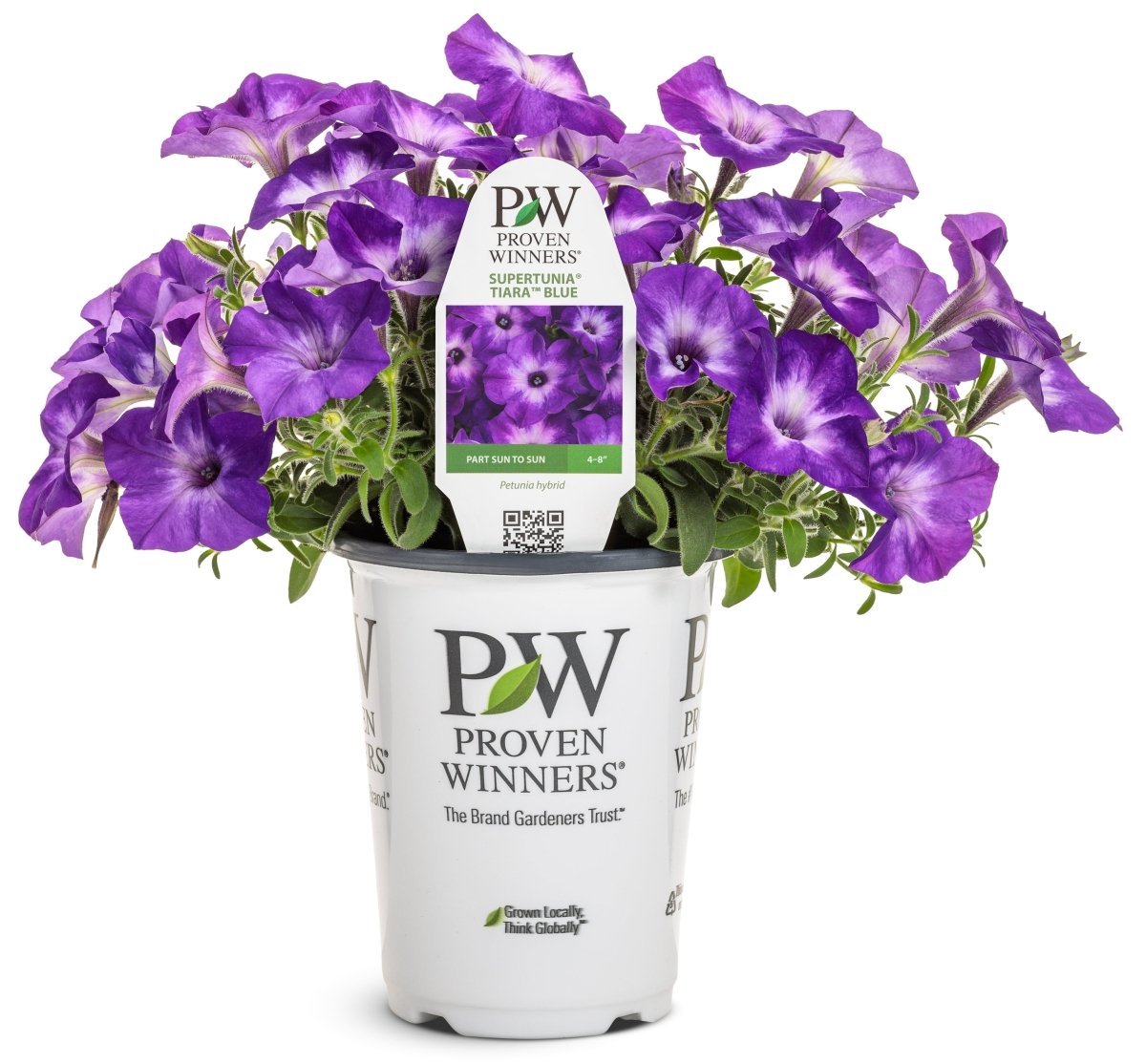 Supertunia Tiara Blue Petunia - LandscapeDirect