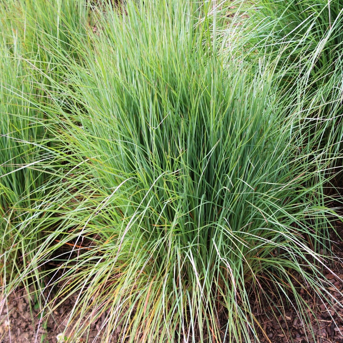 The Blues Little Bluestem - LandscapeDirect