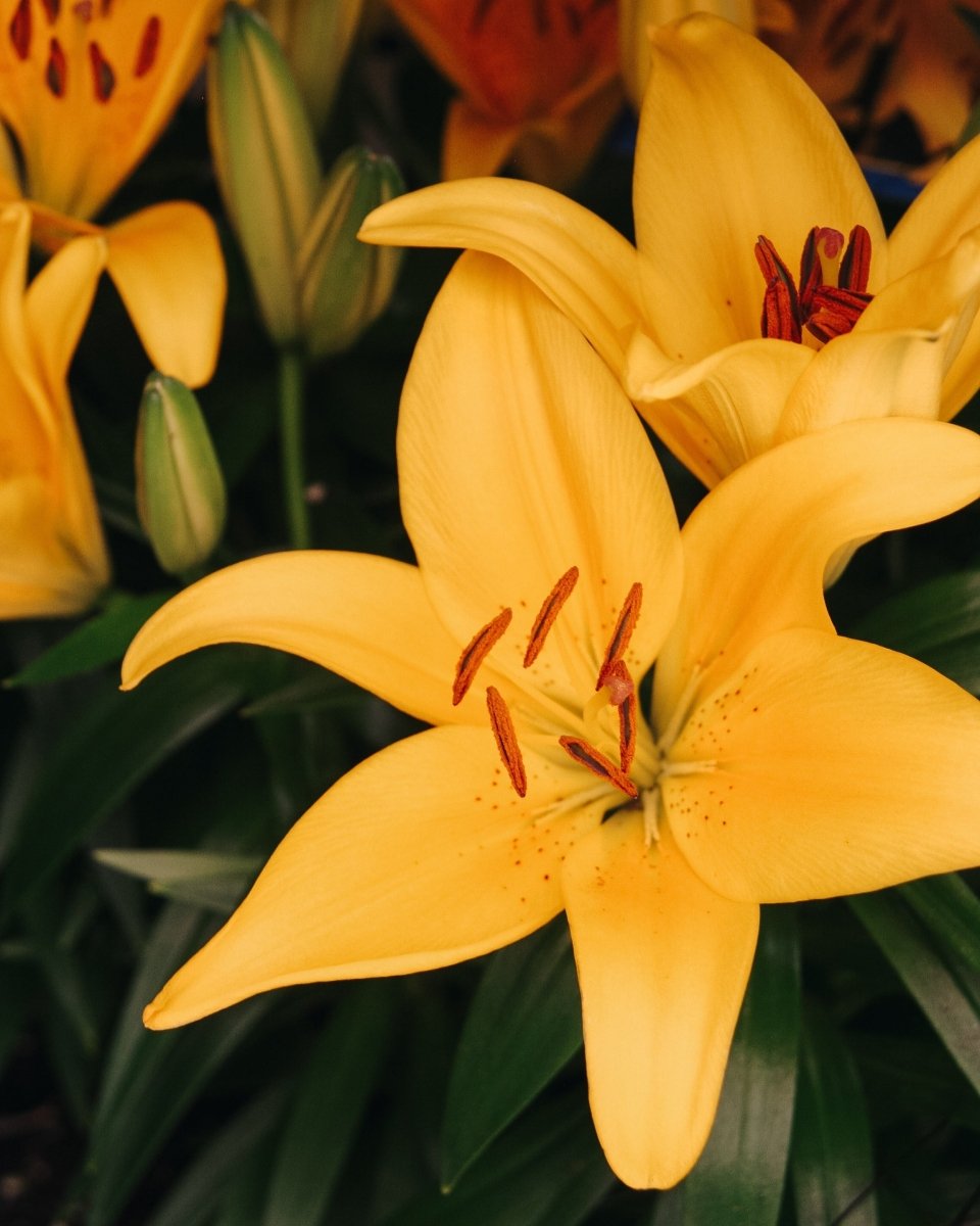 Tiny Bee Asiatic Lily - LandscapeDirect