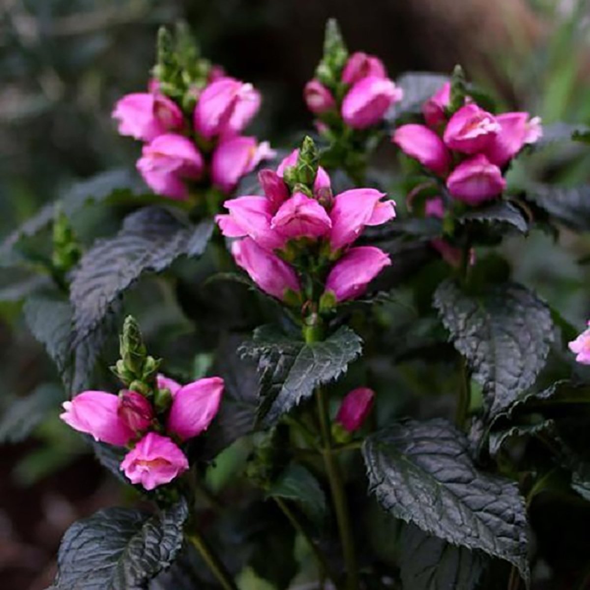Tiny Tortuga Turtlehead - LandscapeDirect