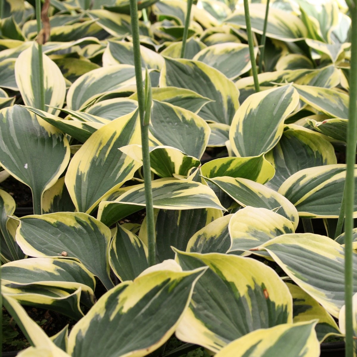 Twilight Hosta - LandscapeDirect