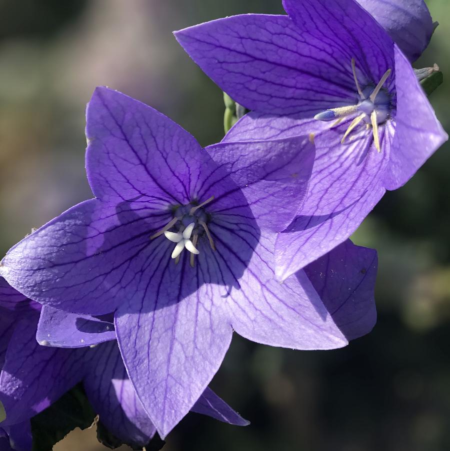 Twinkle Blue Balloon Flower - LandscapeDirect