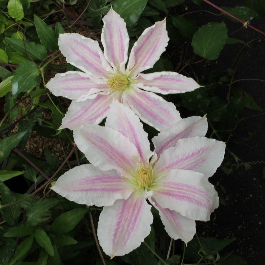 Vancouver Cotton Candy Clematis - LandscapeDirect