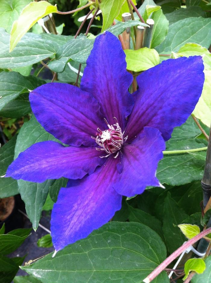 Vancouver Danielle Clematis - LandscapeDirect