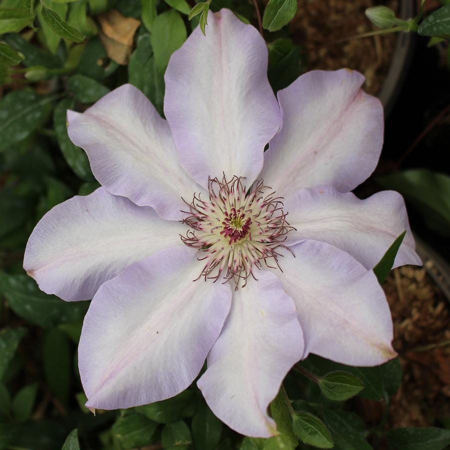 Vancouver Daybreak Clematis - LandscapeDirect