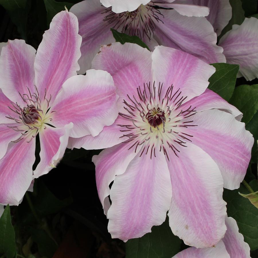 Vancouver Mystic Gem Clematis - LandscapeDirect