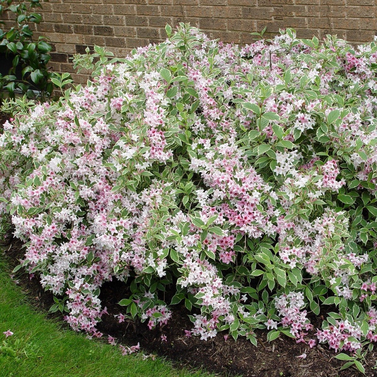 Variegated Dwarf Weigela - LandscapeDirect