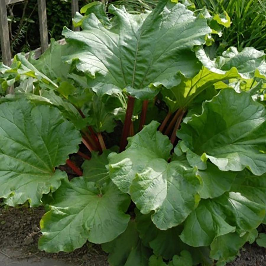 Victoria Rhubarb - LandscapeDirect