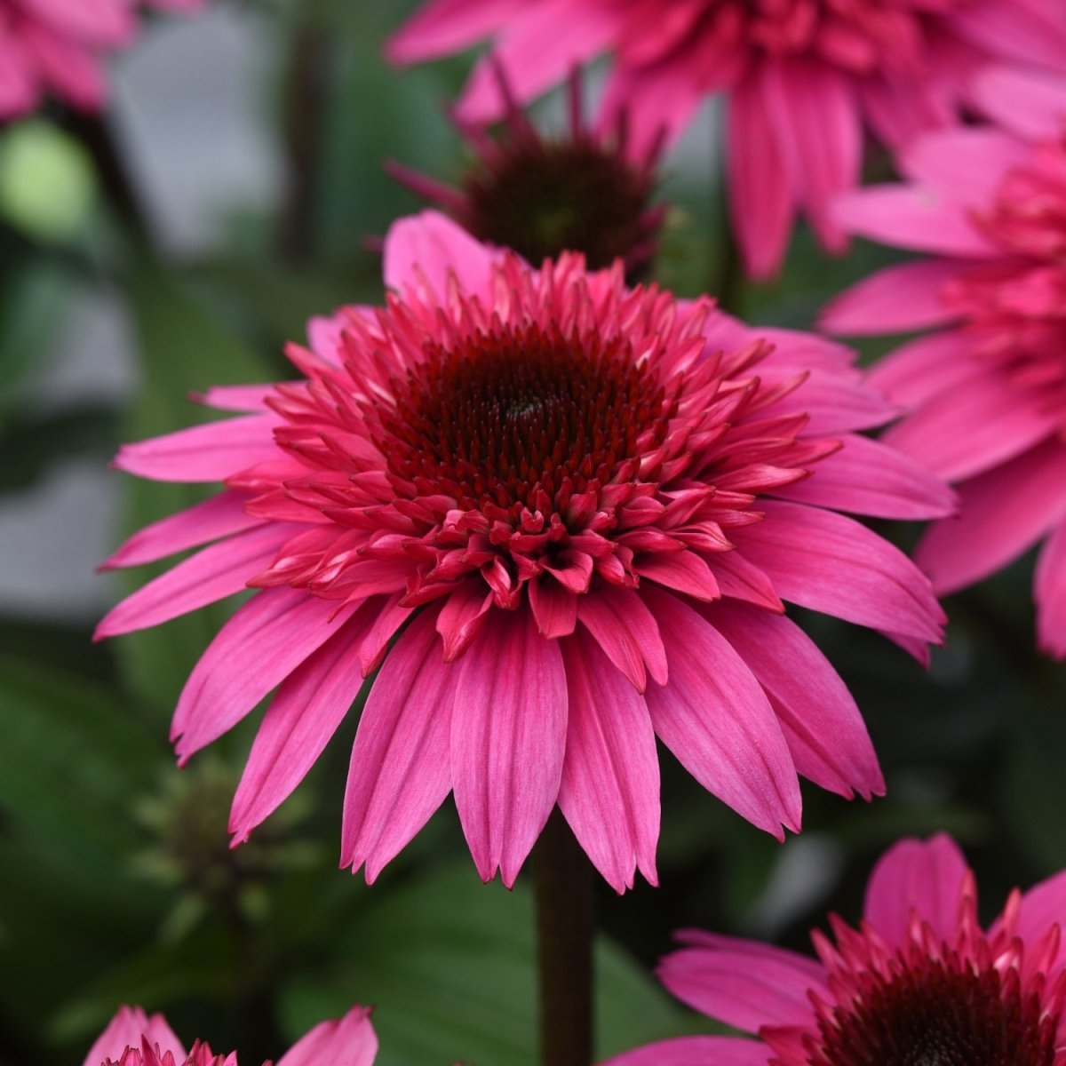 Watermelon Deluxe Double Scoop Coneflower - LandscapeDirect