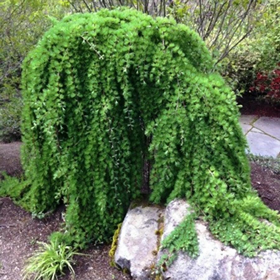 Weeping European Larch - Standard - LandscapeDirect