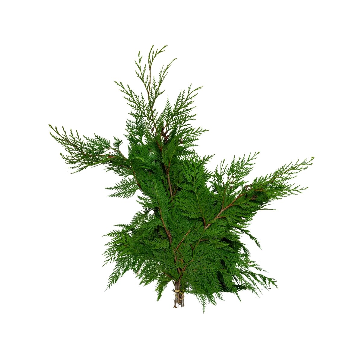 Western Red Cedar Boughs - LandscapeDirect