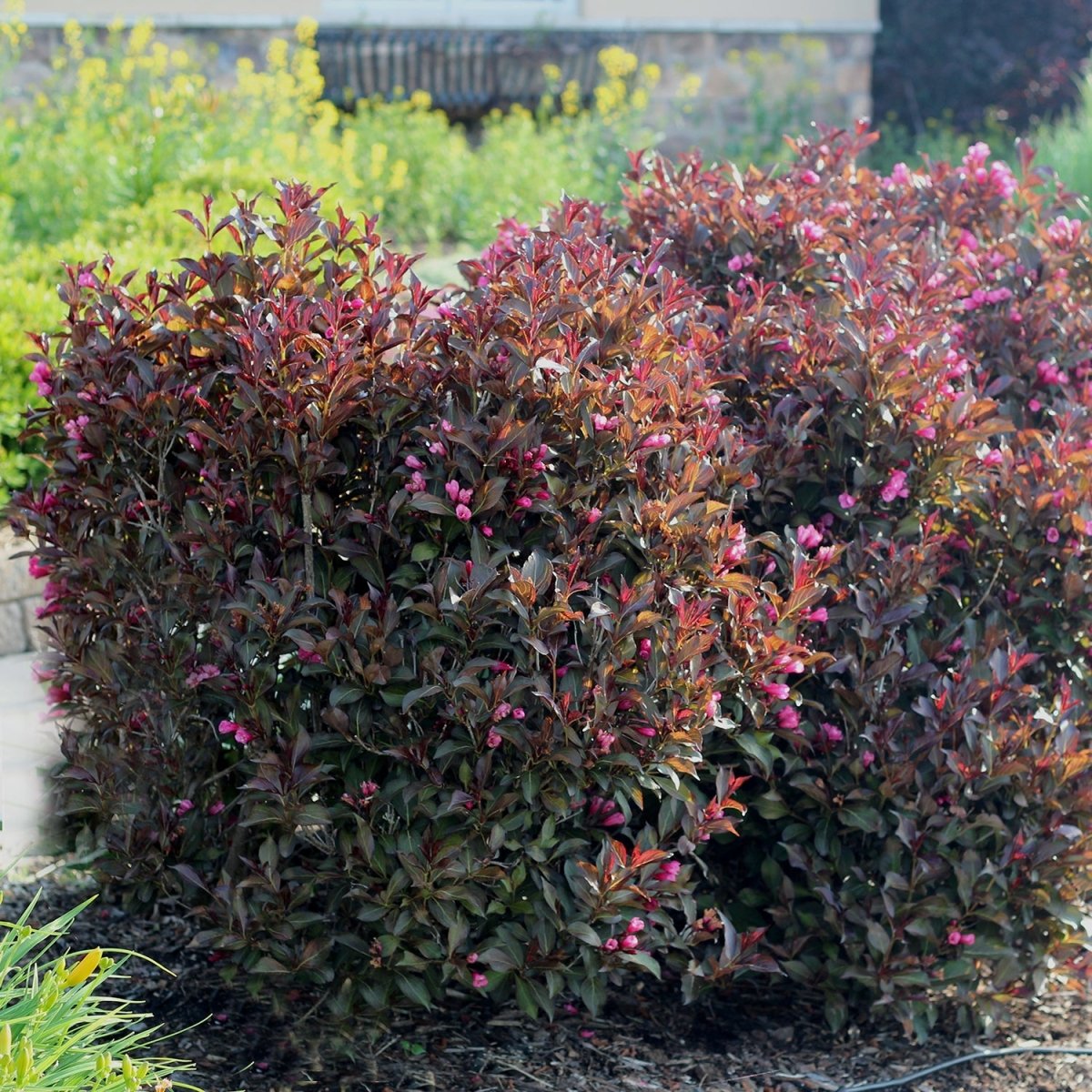 Wine & Roses Weigela - LandscapeDirect
