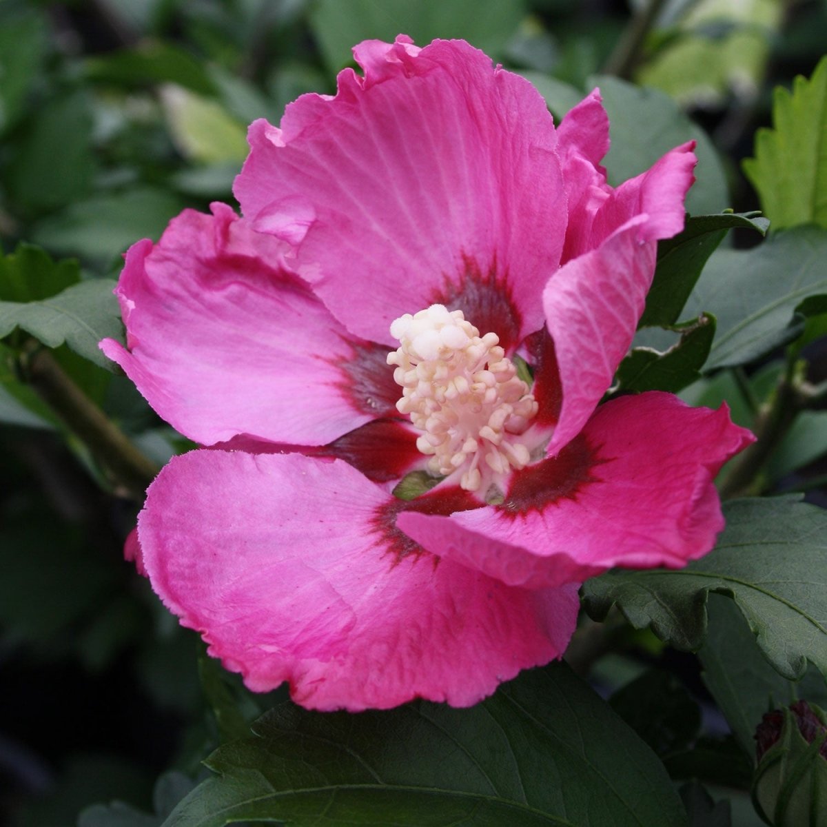 Woodbridge Rose of Sharon - LandscapeDirect