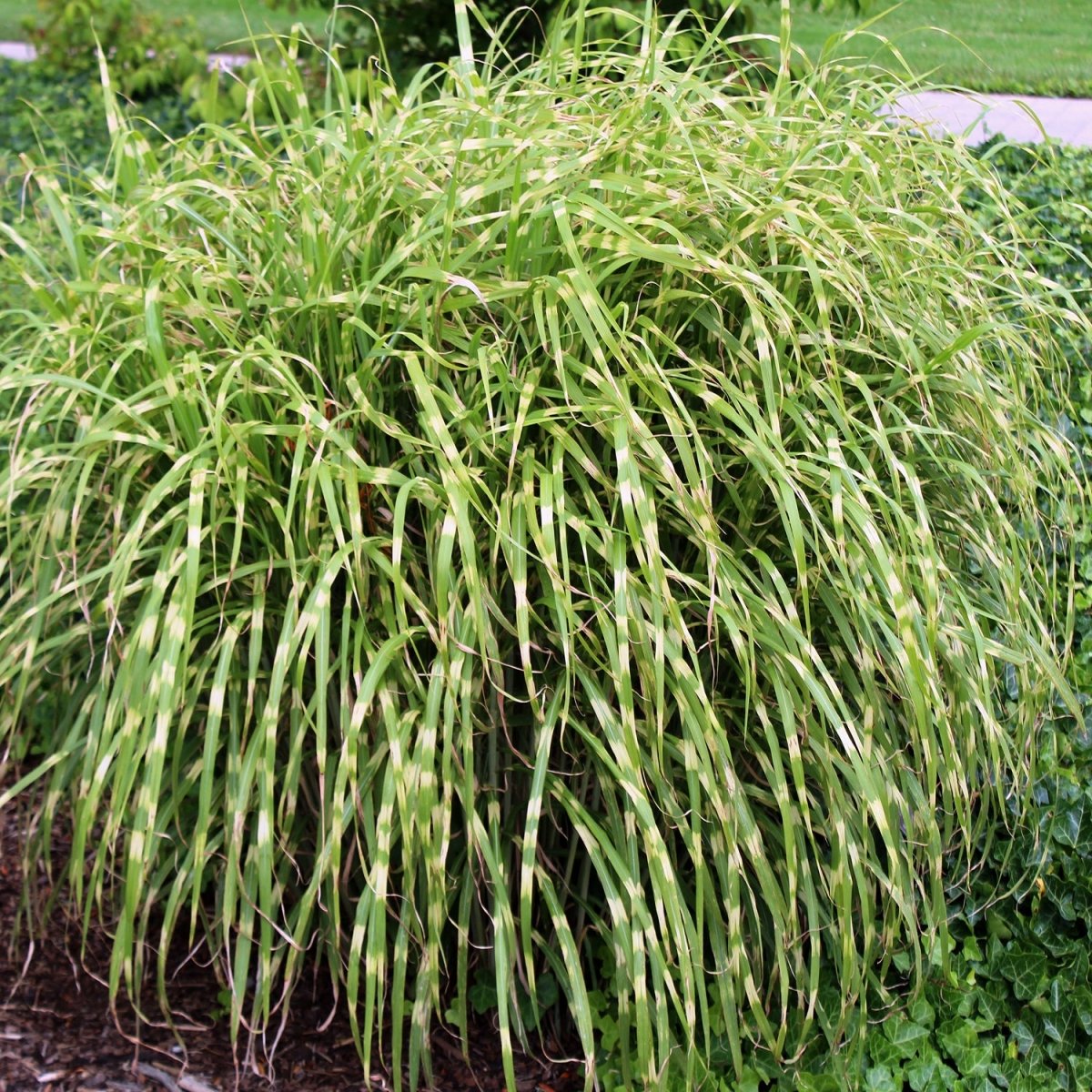 Zebra Grass - LandscapeDirect