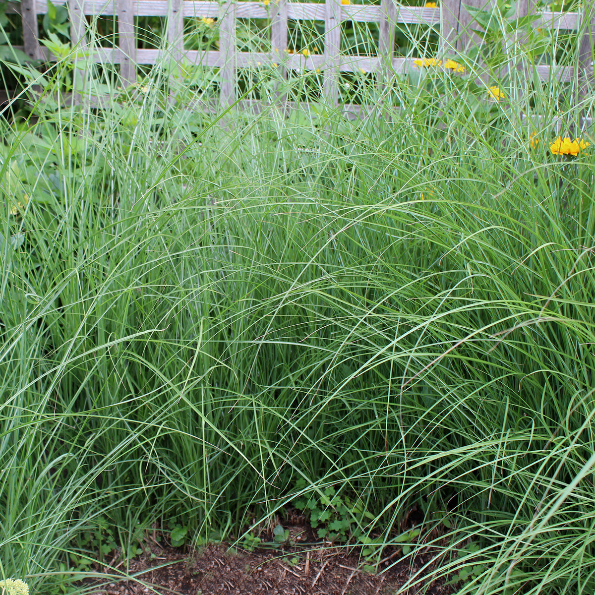 Maiden Grass 1 Gallon