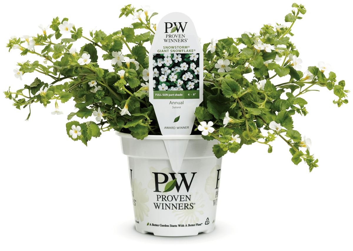 Bacopa Snowstorm Giant Snowflake - LandscapeDirect