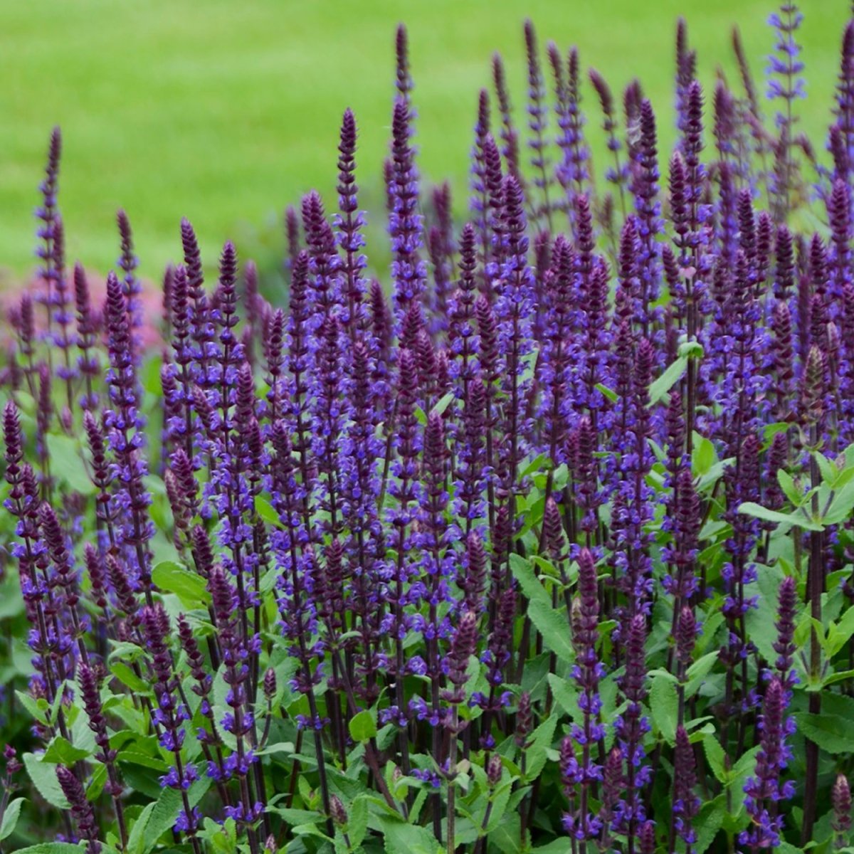 Caradonna Meadow Sage - LandscapeDirect