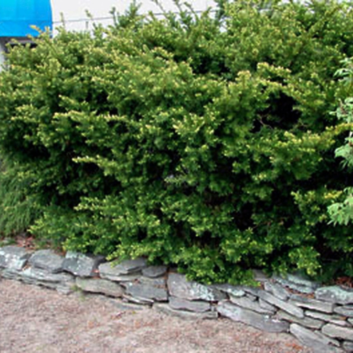 Dense Yew – LandscapeDirect