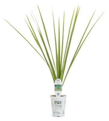 dracaena grass Dracaena Spike – LandscapeDirect